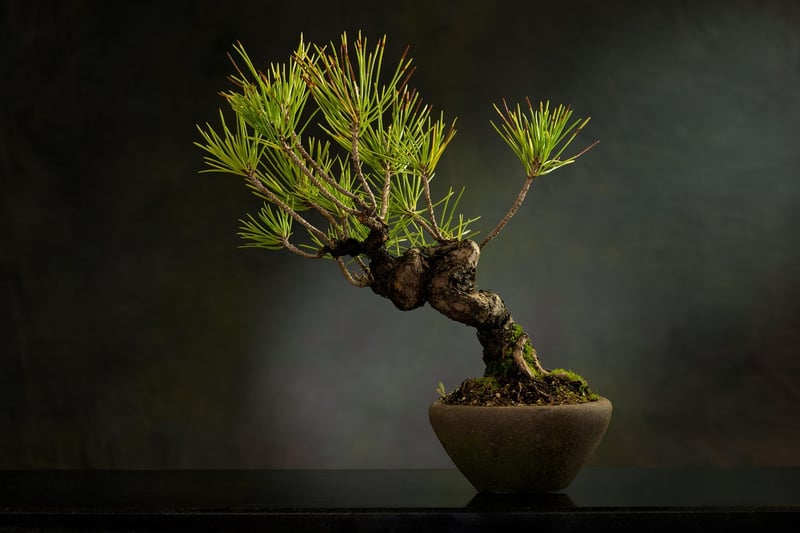 Indoor Plants