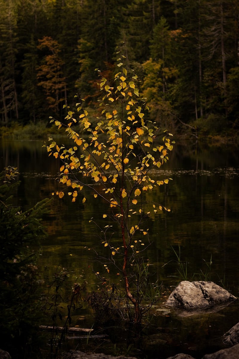 Nature Collage